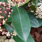 Skimmia japonica Levél