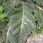 Mandragora autumnalis Leaf