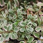 Sedum spurium Blad