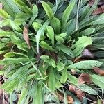 Leontodon tuberosus Hoja