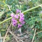 Medicago sativaFlower