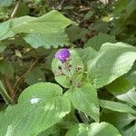 Strobilanthes attenuata Flower