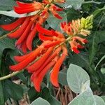 Erythrina humeana Flor