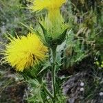 Carthamus arborescens Floare