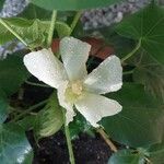Gossypium herbaceum Fula