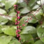 Persicaria filiformis Flors