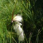 Eriophorum latifolium Květ