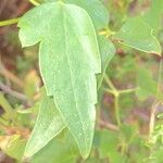 Clematis ligusticifolia Hoja