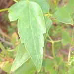 Clematis ligusticifolia برگ