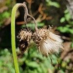 Cirsium erisithales Fruit