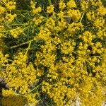 Cachrys sicula 花