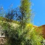 Acacia cognata Costuma