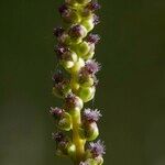 Triglochin palustris Fruit