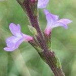 Verbena officinalis Flower