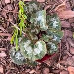 Cyclamen persicumHoja