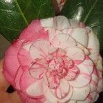 Camellia japonica Blodyn