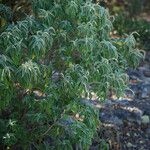 Croton flavens Leaf