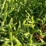 Crithmum maritimum 葉