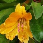 Lewisia brachycalyx Blüte