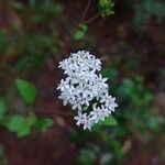 Stevia ovata Flor