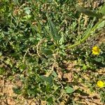 Atriplex prostrataFlower