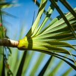Pandanus utilis Blatt