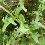 Epilobium palustre 整株植物