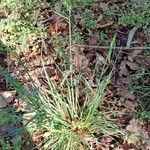 Poa bulbosa Libunga