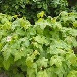 Rubus parviflorus Other