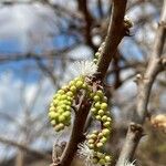 Acacia thomasii Vrucht