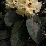 Rhododendron macabeanum Çiçek