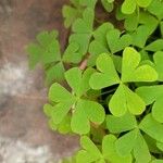 Oxalis dillenii Leht