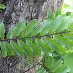 Diospyros mweroensis Leaf