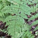 Dryopteris aemula Blad