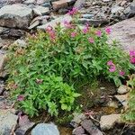 Mimulus lewisii Blatt