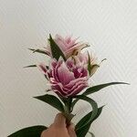 Curcuma alismatifolia Квітка