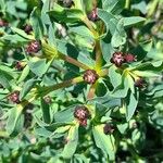Euphorbia portulacoides Flower