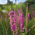 Lythrum virgatumBlüte