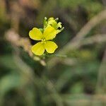 Rapistrum rugosum Flower