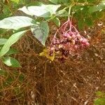 Sambucus nigraFruit