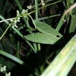 Fallopia convolvulus 叶