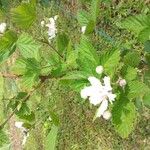 Rubus caesius Flower