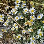 Anthemis arvensis Habit