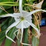 Hymenocallis caribaea फूल