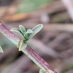 Plumbago europaea Leaf