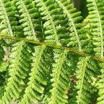 Dryopteris oreades 葉