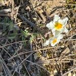 Helianthemum apenninumFlower