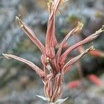 Aloe deltoideodonta Arall