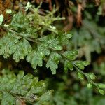 Hymenophyllum holochilum Celota