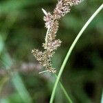 Carex decomposita Frutto